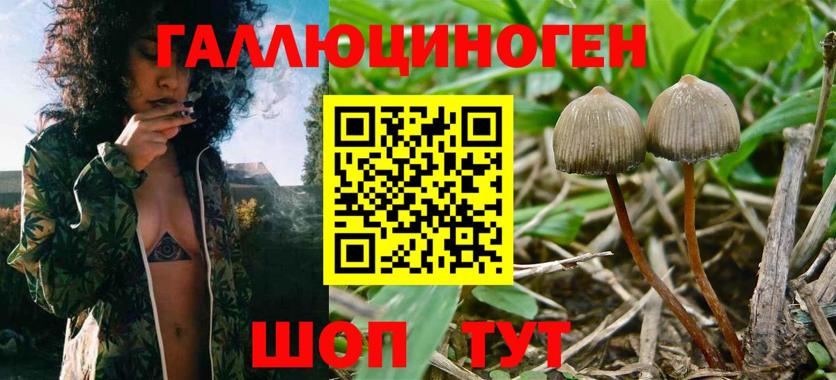 Псилоцибиновые грибы Psilocybine cubensis  Вход с VPN  Анапа 